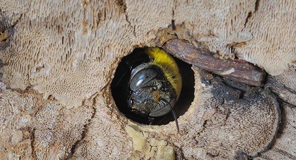 a carpenter bee crawling through a wooden whole