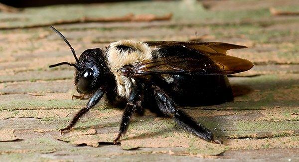 a carpenter bee on wooden surface