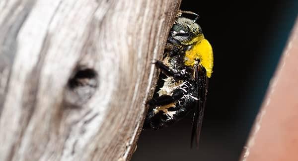 a carpenter bee discreetly feasting on a wooden structure in a new england mudroom