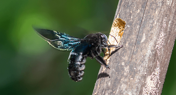 carpenter bee