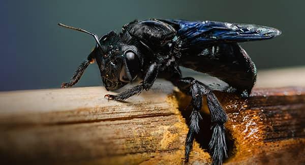 carpenter bee damaging wooden structure on new england residence