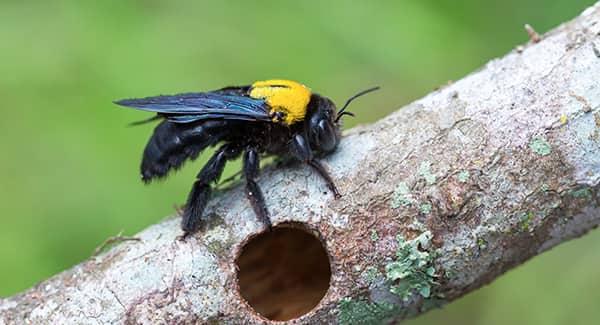 a black and yellow carpenter bee resting on a branch in a new england back yard