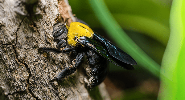 carpenter bee on bark