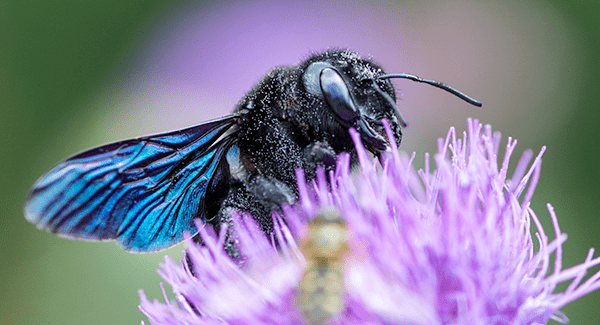 carpenter bee in south portland