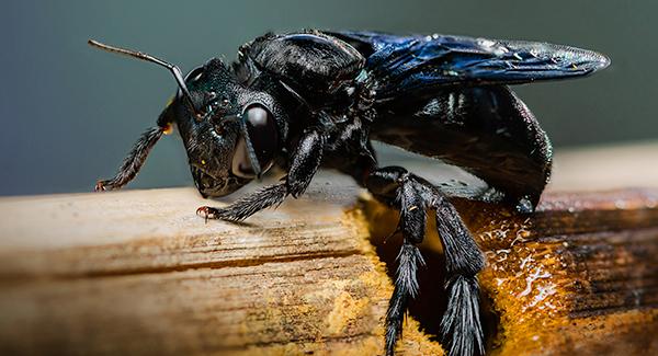 carpenter bee on wood