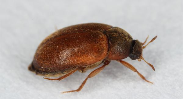 carpet beetle on carpet