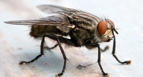 carrion blow fly on a piece of metal