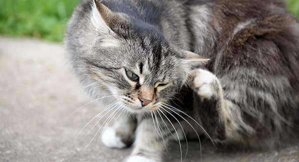 a gry and white striped kitten scratching hr fleas outside of a portland home