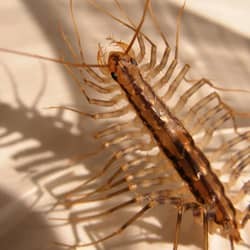 centipede crawling up wall