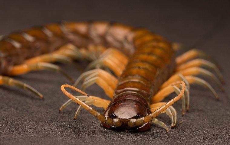 centipede crawling in a garage