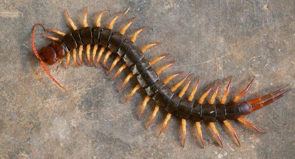 a centipede crawling on a patio