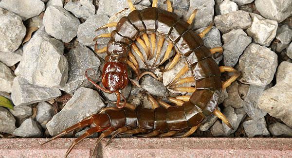 centipede on rocks