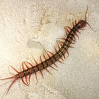 Centipede