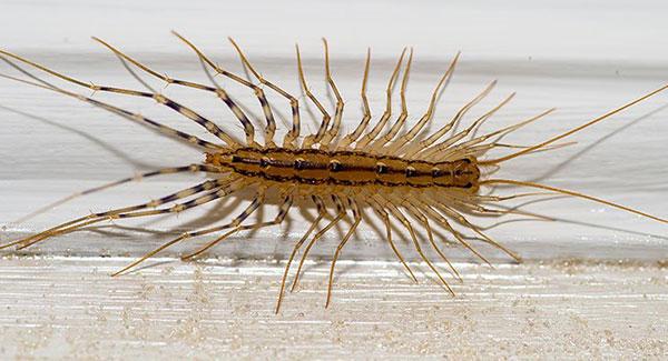 centipede in a house