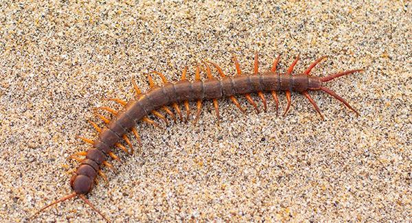 centipede in home