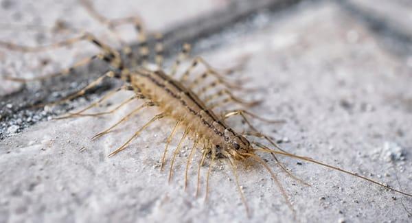 a centipede scurrying along a road island kitchen floor