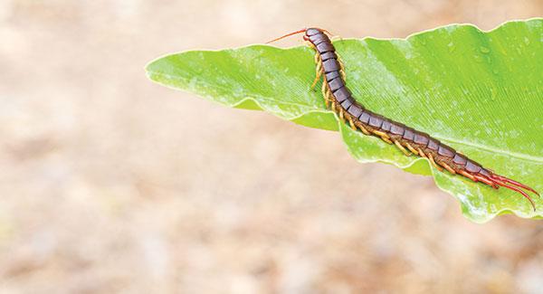 centipede on a leaf