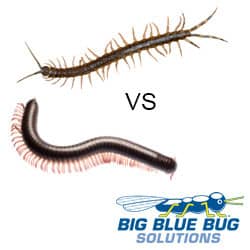 millipede vs centipede