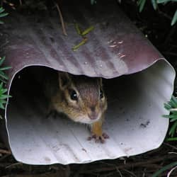 How to Catch a Chipmunk in Your House or Yard