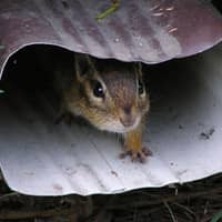 chipmunk found trying to enter a providence home