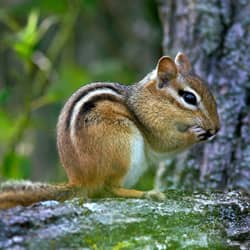 chipmunk damage