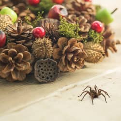 christmas wreath with spider