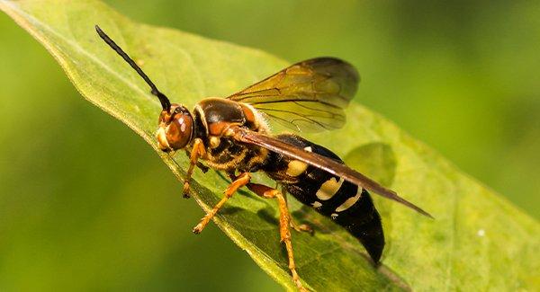 cicada killer wasp on a leaf