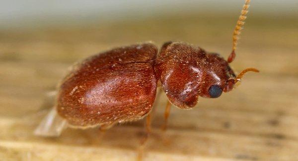 cigarette beetle crawling on a leaf