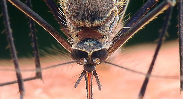 a close up image of the front of a mosquito