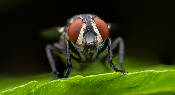 close up of a fly on a leaf