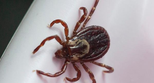 close up picture of tick