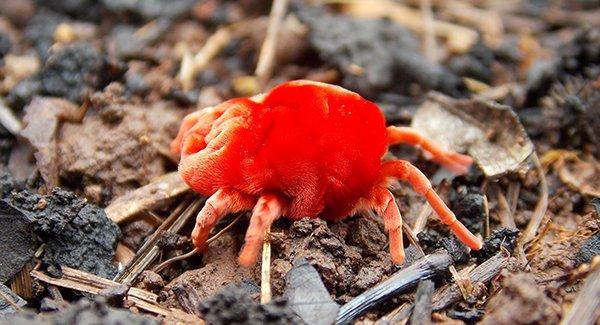 clover mite up close