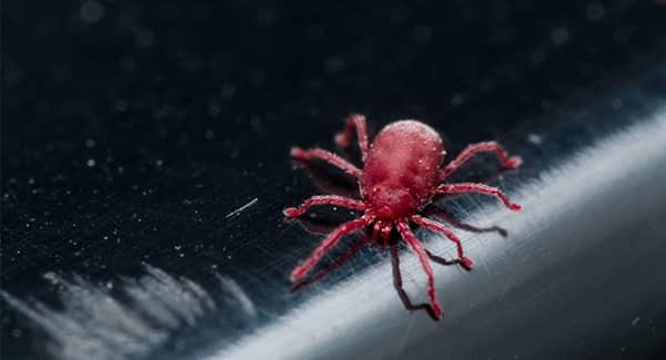 a bright dark red clover mite crawling along a railing on a portland maine home