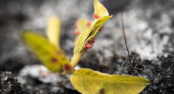 clover mite up close