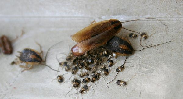a cockroach and their eggs