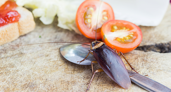 cockroach on cutting board