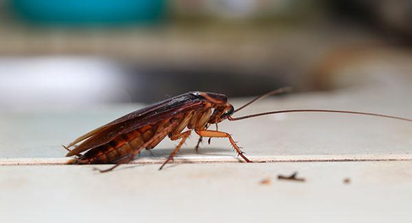 cockroach on a kitchen counter