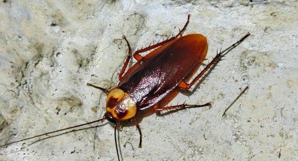a cockroach crawling in a basement