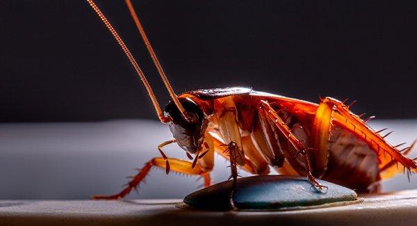 cockroach crawling in house