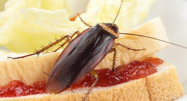 a cockroach on human food