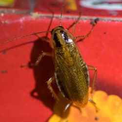 american cockroach found in a food pantry