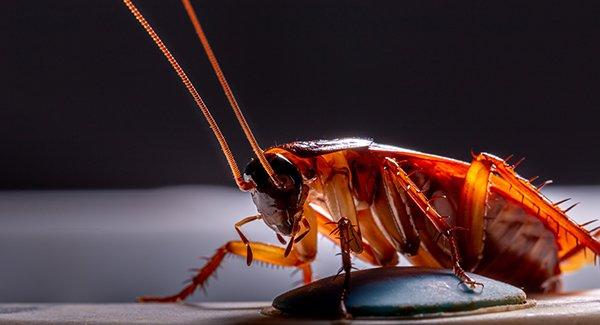 Cockroach In A Kitchen 