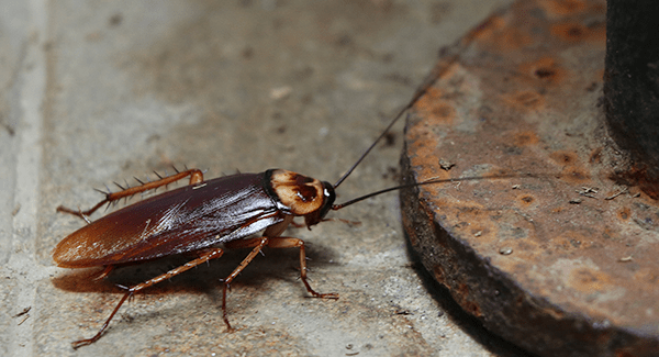 cockroach found in new england home