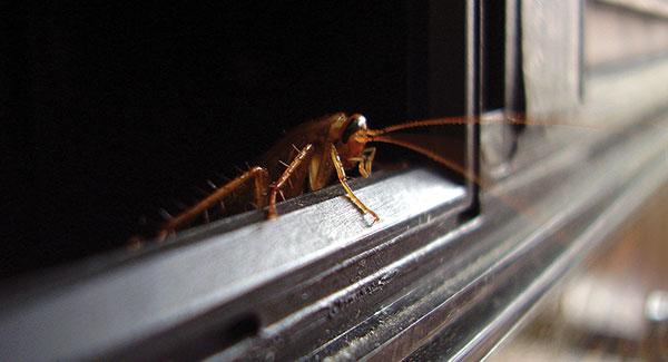 a cockroach crawling inside a home