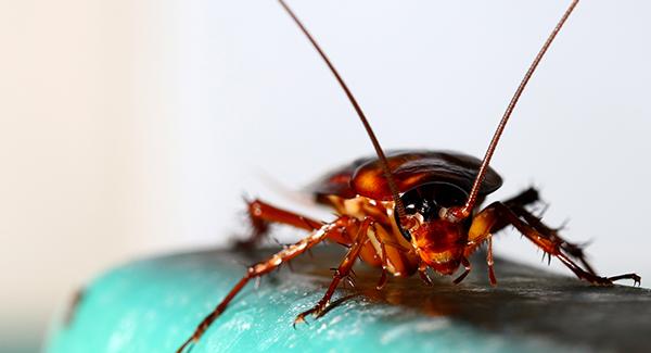 a cockroach on a chair in a home
