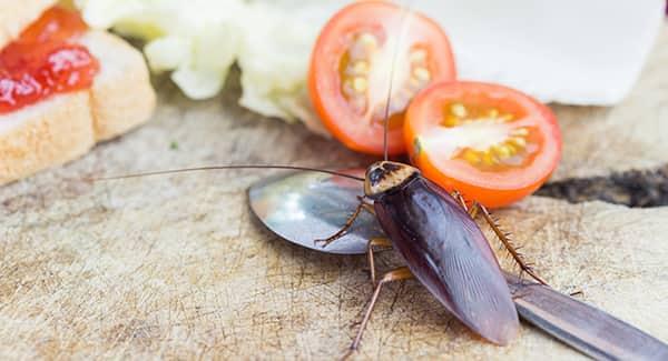 an american cockroach feasting on left overs on a worcester kitchen counter