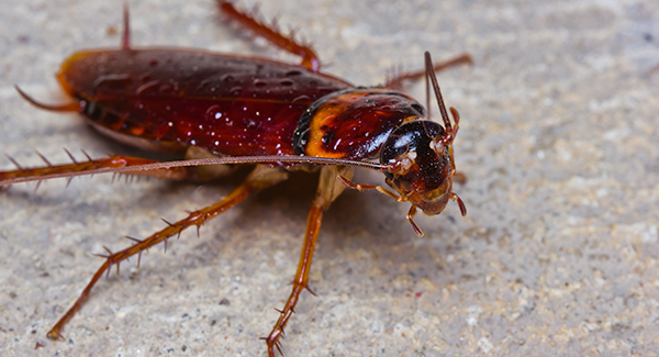 cockroach on floor