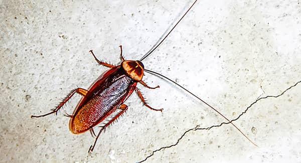 a cockroach in a maine home