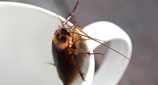 cockroach in a white coffee mug