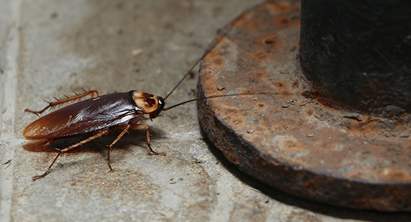 cockroach crawling on floor